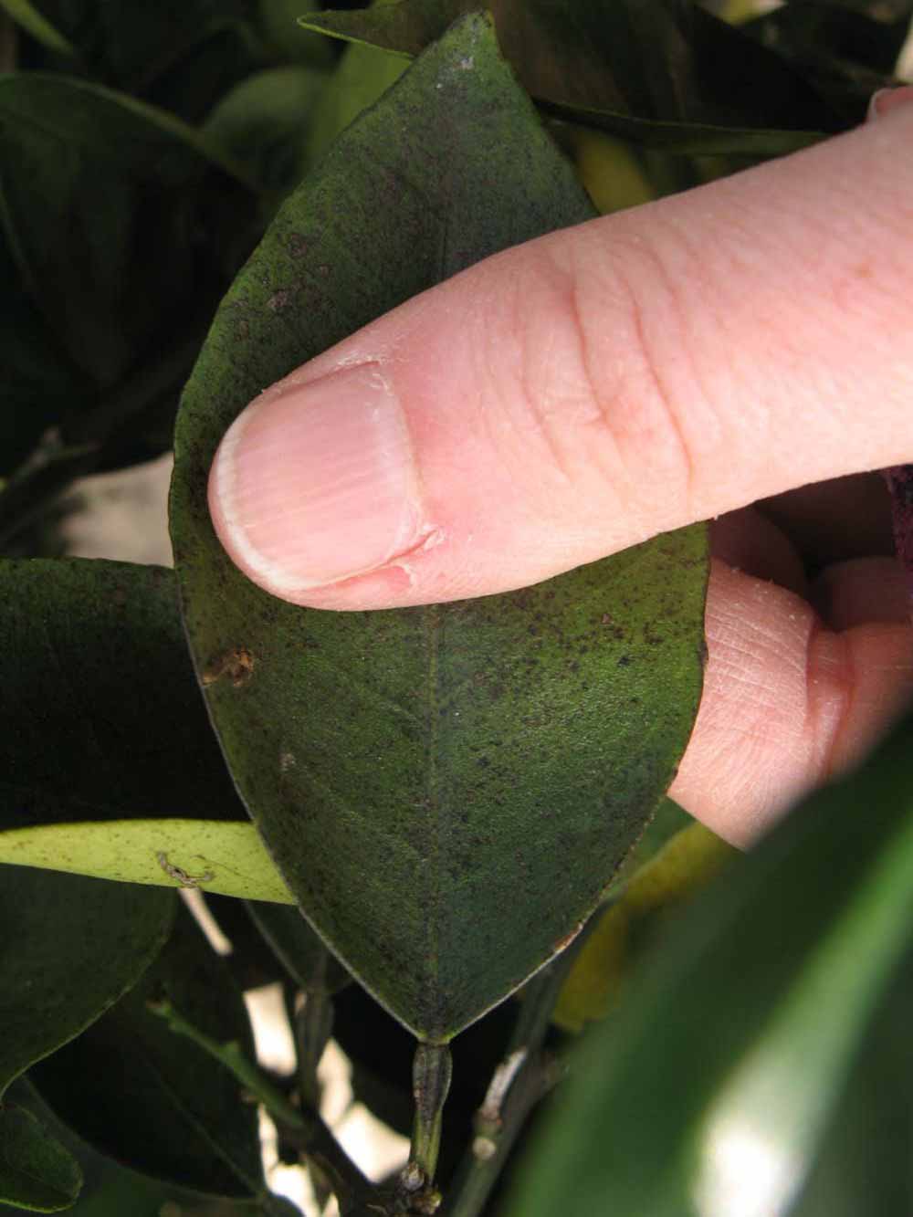              Unifoliolate leaf (Winter Haven, FL)       